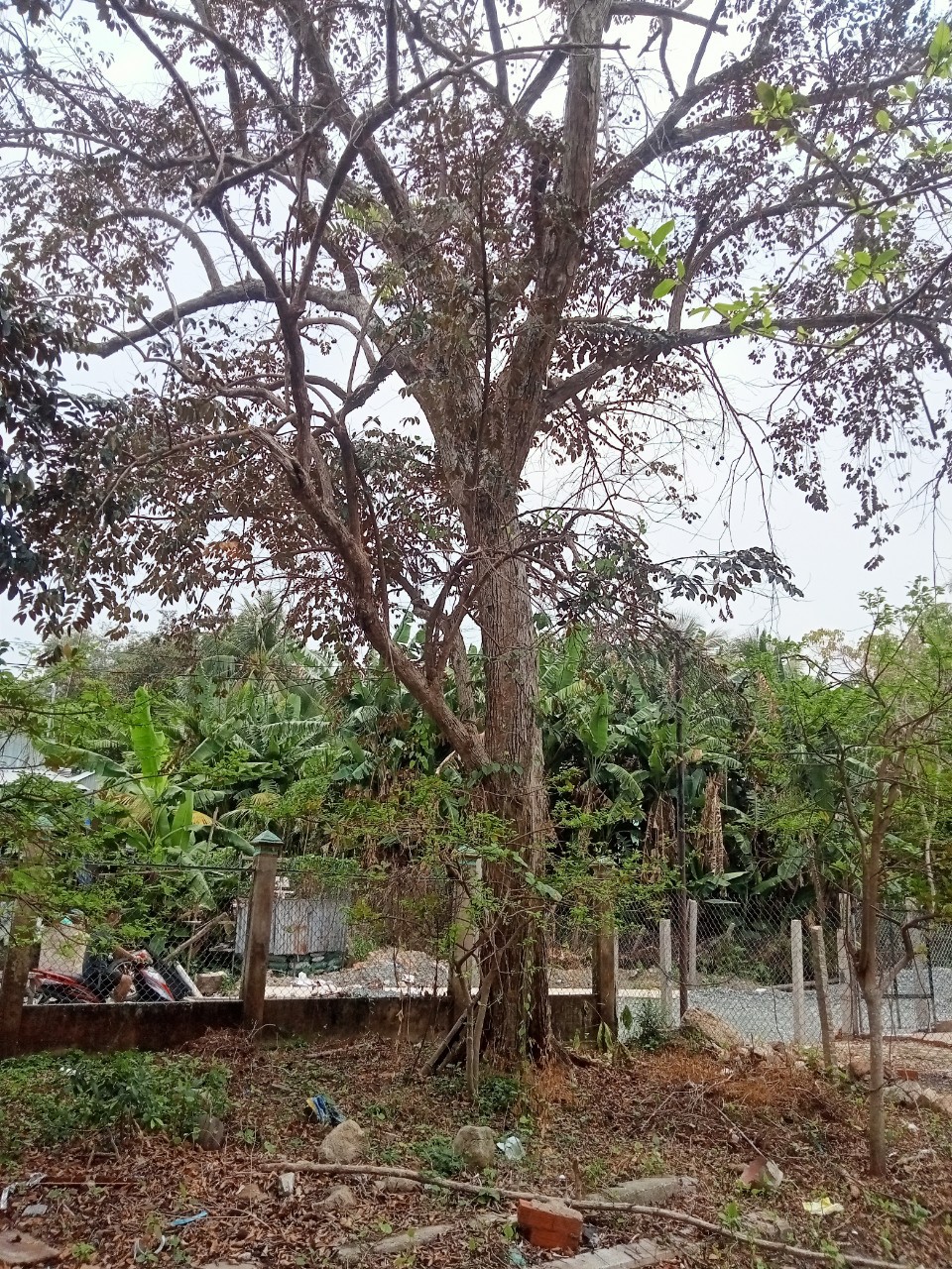 co day du cac loai cay kieng bong sai tu nho toi co thu kieng lh tai an giang 0383951571