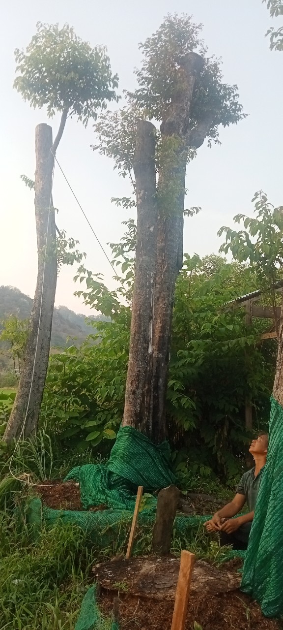 co day du cac loai cay kieng bong sai tu nho toi co thu kieng lh tai an giang 0383951571