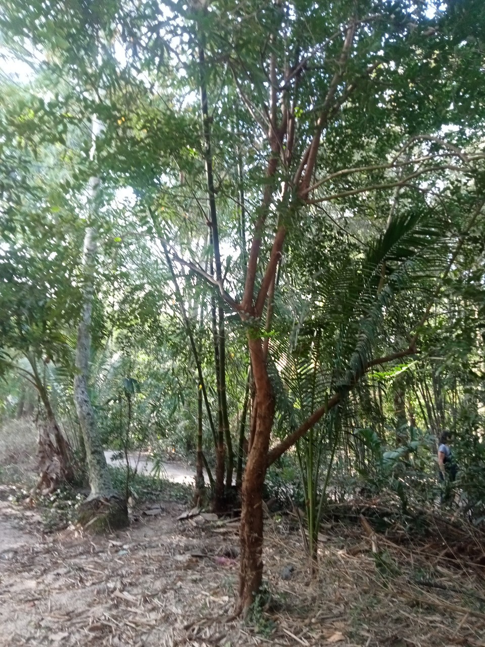 co day du cac loai cay kieng bong sai tu nho toi co thu kieng lh tai an giang 0383951571