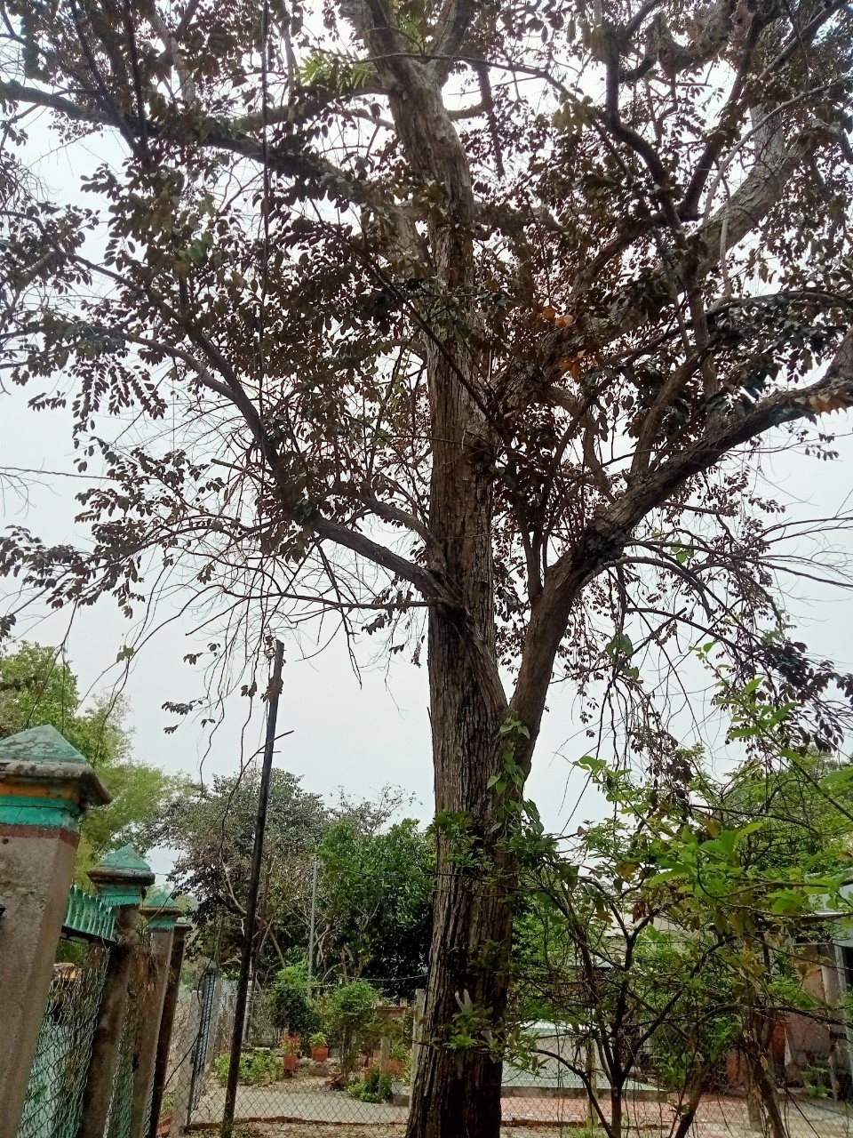 co day du cac loai cay kieng bong sai tu nho toi co thu kieng lh tai an giang 0383951571