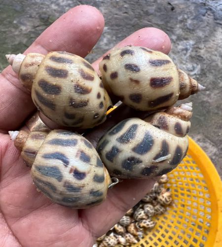 oc huong hai nguyen - bac lieu